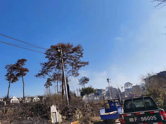國(guó)網(wǎng)樂(lè)安縣供電公司:樹木倒塌壓斷電桿 供電員工迅速搶修復(fù)電