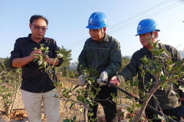 國網固始縣供電公司電力護航 油茶苗壯果香